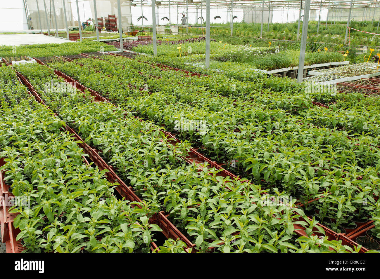 L'herbe douce. Le Stevia rebaudiana. Les émissions à Balaguer, Lleida, Catalogne, Espagne Banque D'Images