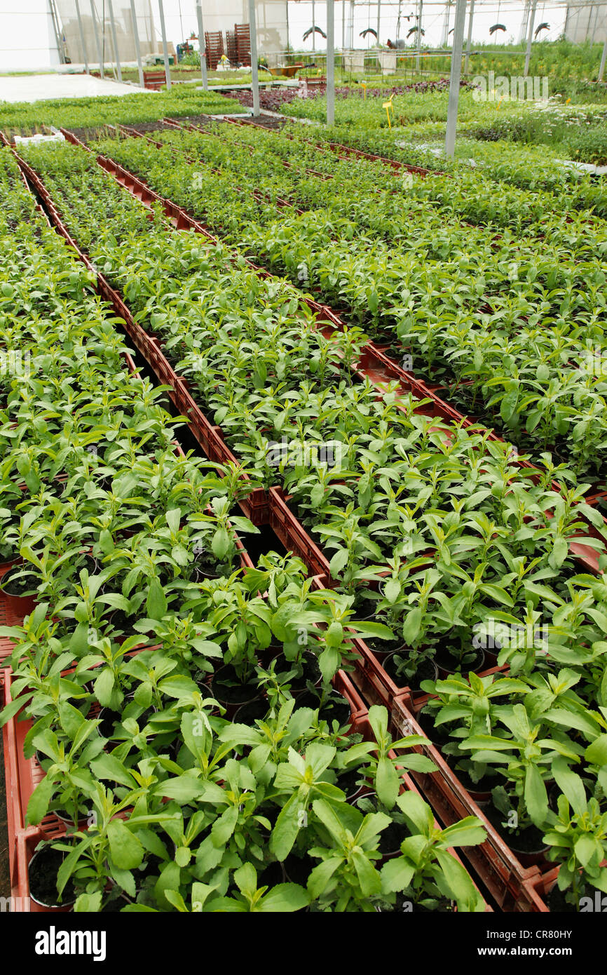 L'herbe douce. Le Stevia rebaudiana. Les émissions à Balaguer, Lleida, Catalogne, Espagne Banque D'Images