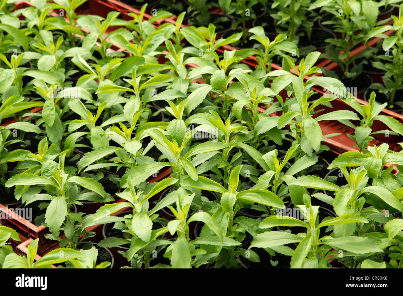L'herbe douce. Le Stevia rebaudiana. Les émissions à Balaguer, Lleida, Catalogne, Espagne Banque D'Images