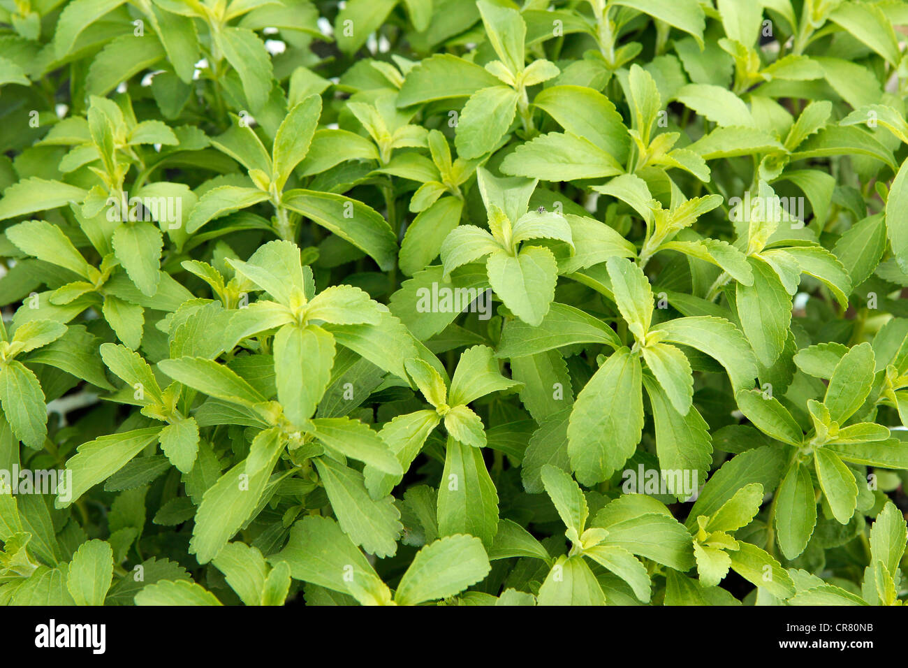L'herbe douce. Le Stevia rebaudiana. Les émissions à Balaguer, Lleida, Catalogne, Espagne Banque D'Images