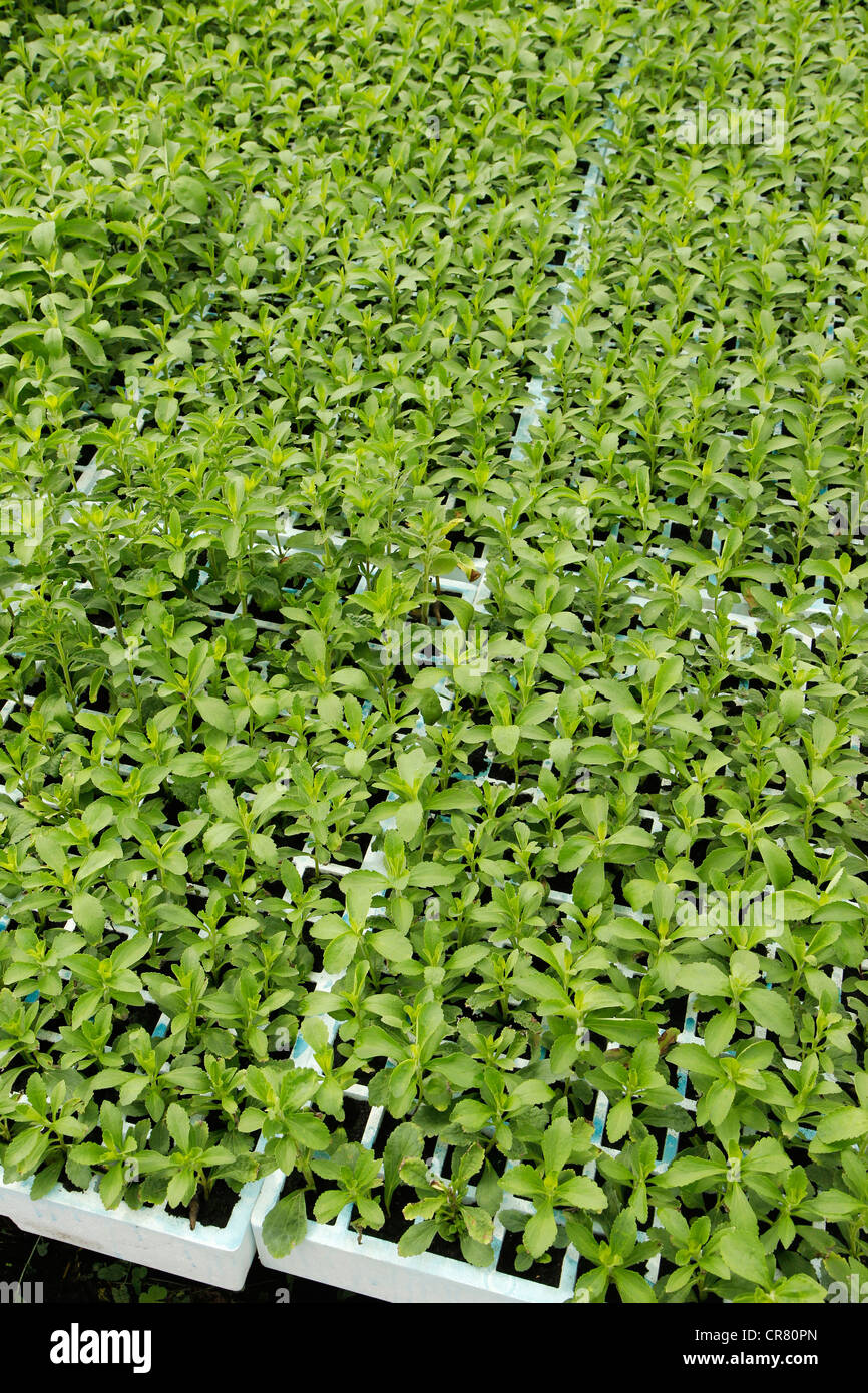 L'herbe douce. Le Stevia rebaudiana. Les émissions à Balaguer, Lleida, Catalogne, Espagne Banque D'Images