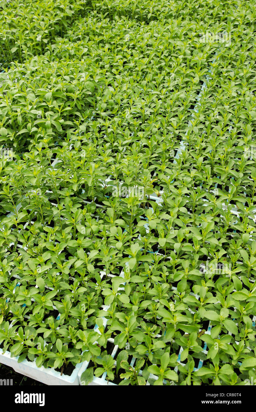 L'herbe douce. Le Stevia rebaudiana. Les émissions à Balaguer, Lleida, Catalogne, Espagne Banque D'Images