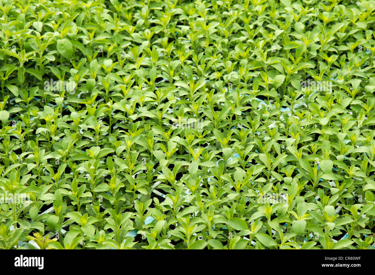 L'herbe douce. Le Stevia rebaudiana. Les émissions à Balaguer, Lleida, Catalogne, Espagne Banque D'Images