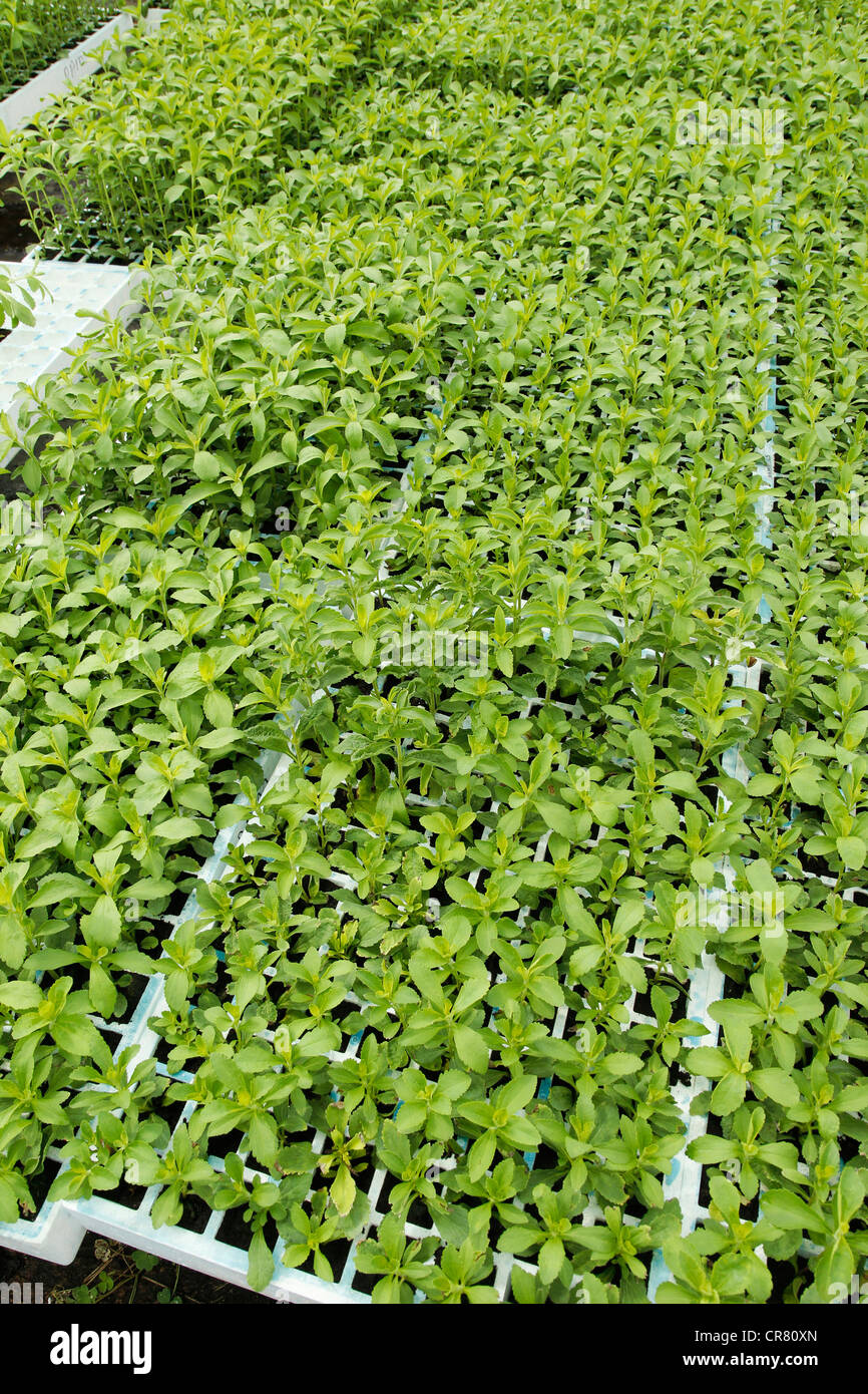 L'herbe douce. Le Stevia rebaudiana. Les émissions à Balaguer, Lleida, Catalogne, Espagne Banque D'Images