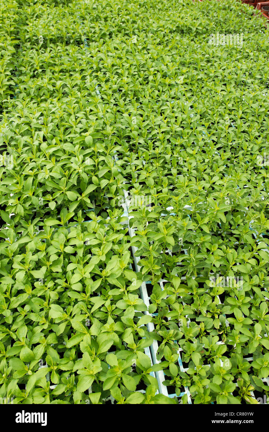 L'herbe douce. Le Stevia rebaudiana. Les émissions à Balaguer, Lleida, Catalogne, Espagne Banque D'Images