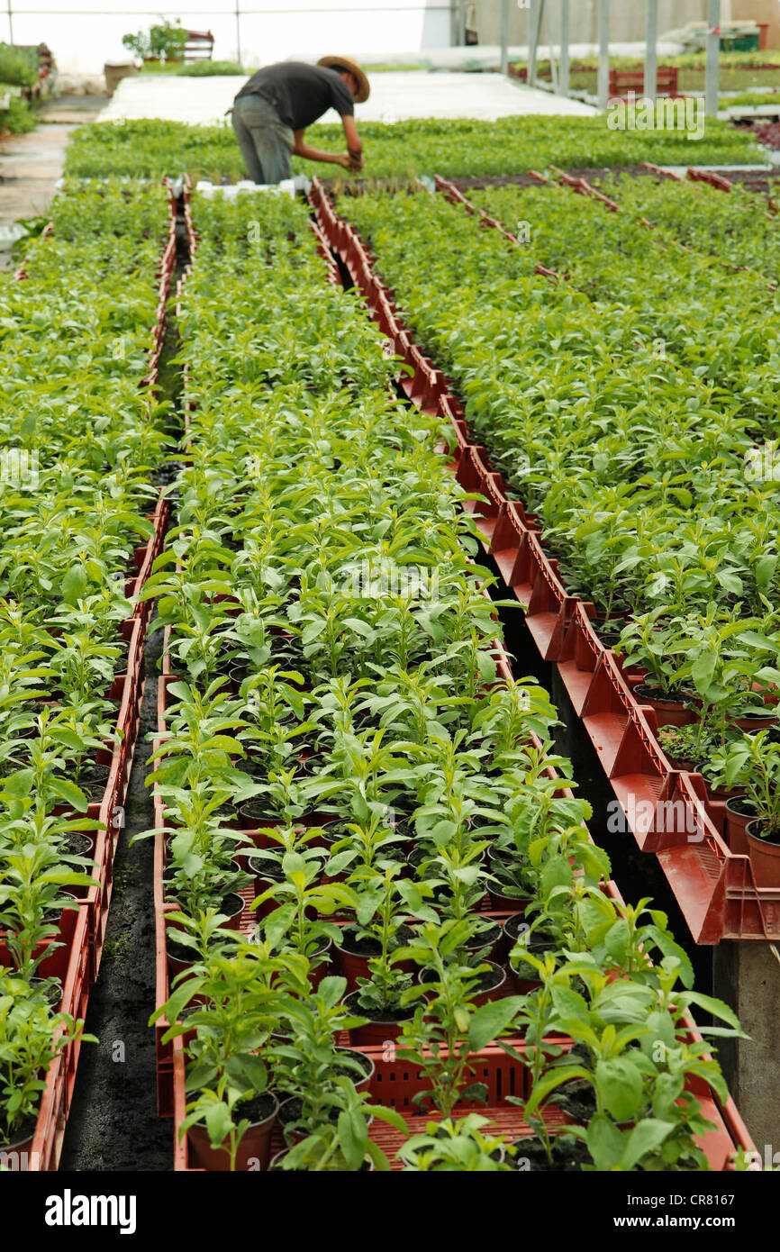 L'herbe douce. Le Stevia rebaudiana. Les émissions à Balaguer, Lleida, Catalogne, Espagne Banque D'Images