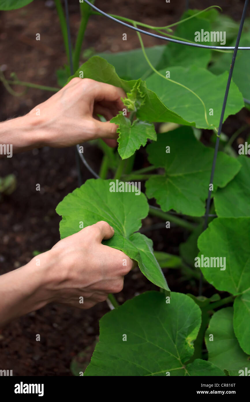 Prendre soin de la courge (citrouille) Banque D'Images