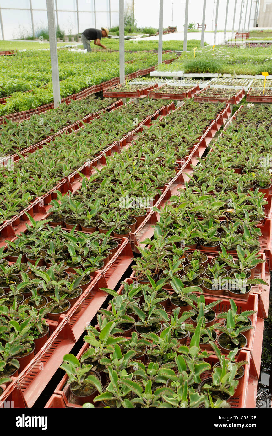 L'herbe douce. Le Stevia rebaudiana. Les émissions à Balaguer, Lleida, Catalogne, Espagne Banque D'Images