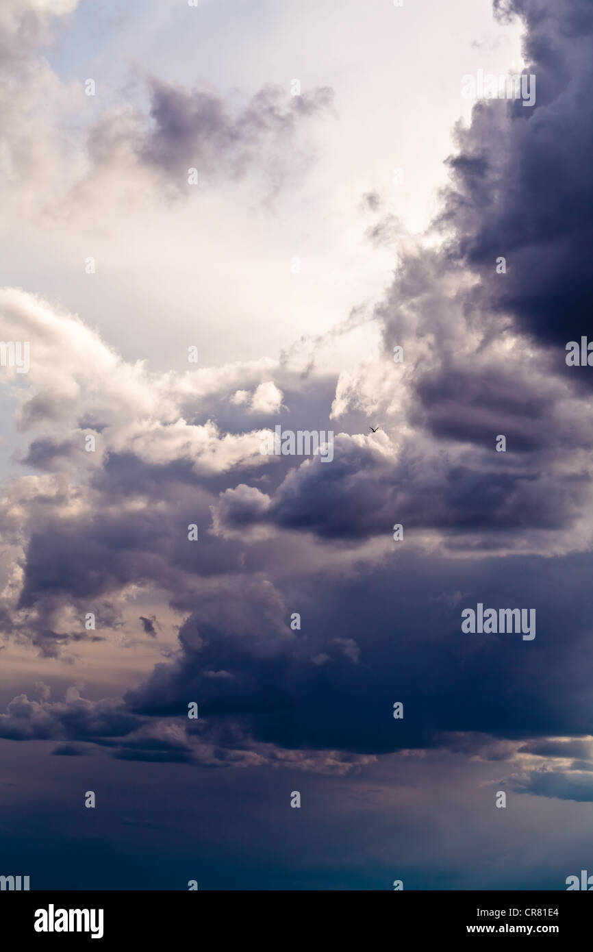 Les nuages de tempête et d'oiseaux Banque D'Images