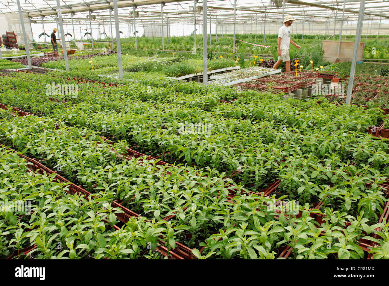 L'herbe douce. Le Stevia rebaudiana. Les émissions à Balaguer, Lleida, Catalogne, Espagne Banque D'Images