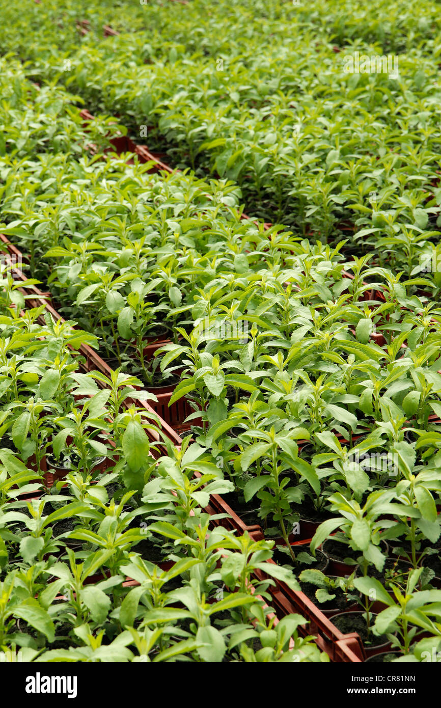 L'herbe douce. Le Stevia rebaudiana. Les émissions à Balaguer, Lleida, Catalogne, Espagne Banque D'Images