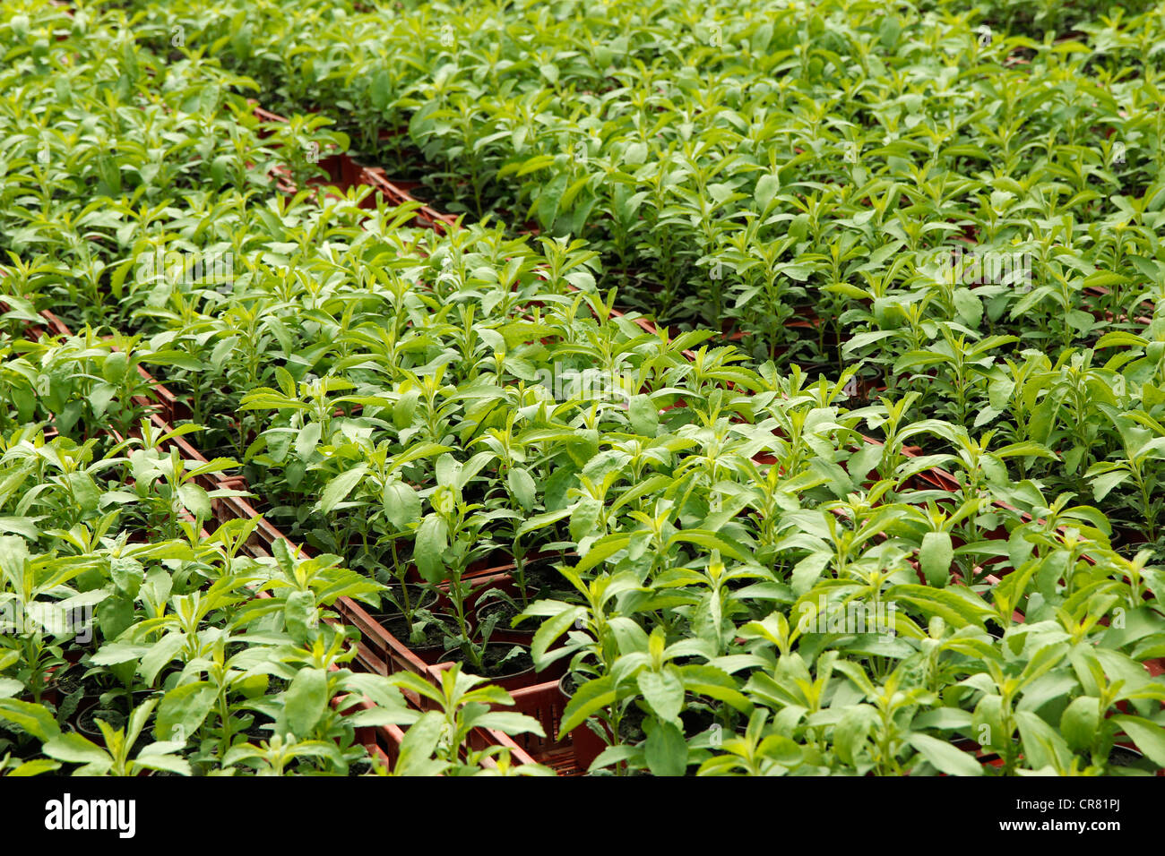 L'herbe douce. Le Stevia rebaudiana. Les émissions à Balaguer, Lleida, Catalogne, Espagne Banque D'Images