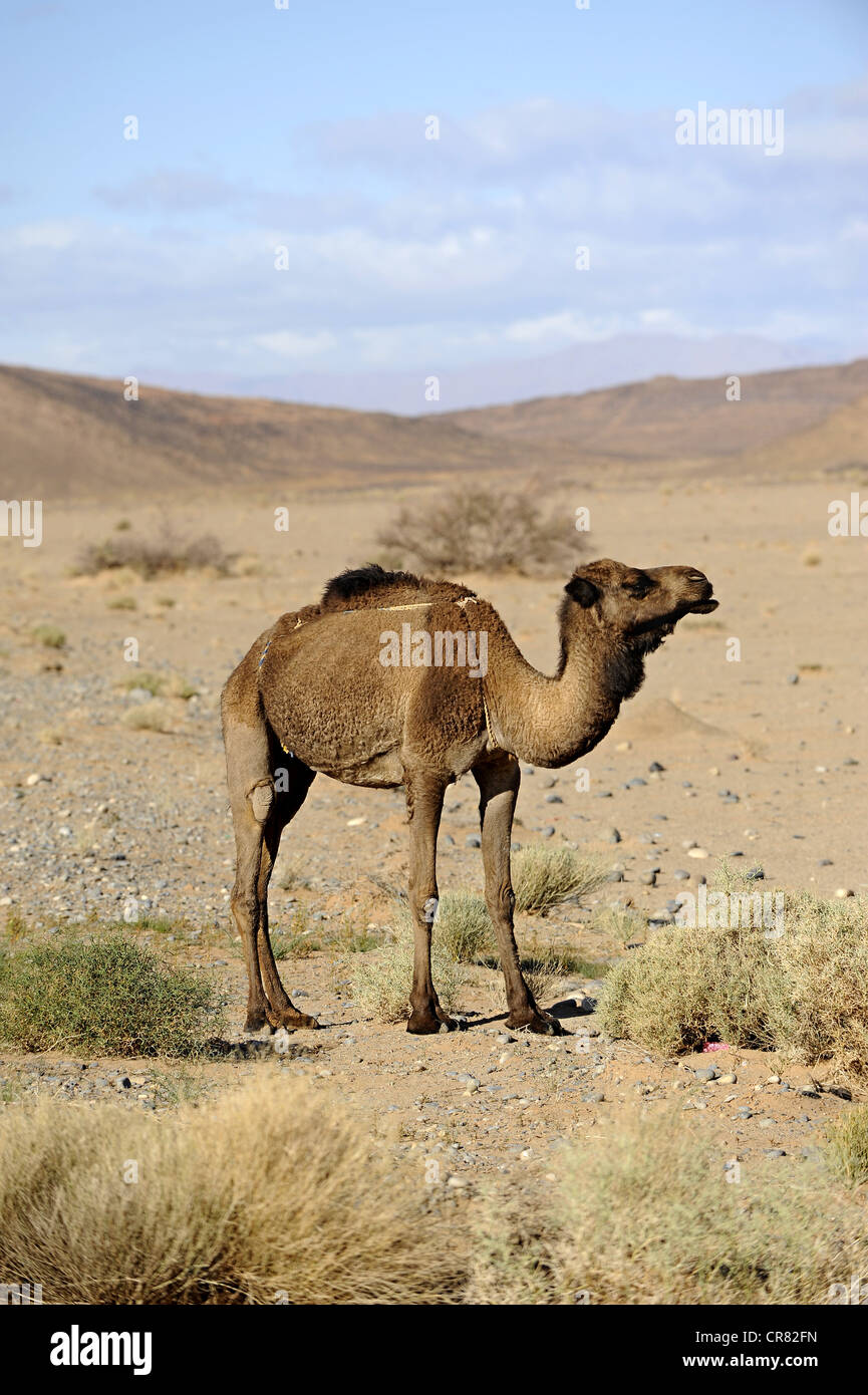 Le dromadaire ou chameau d'Arabie (Camelus dromedarius) dans le désert, désert du Sahara, le sud du Maroc, Maroc, Maghreb, Afrique du Nord Banque D'Images