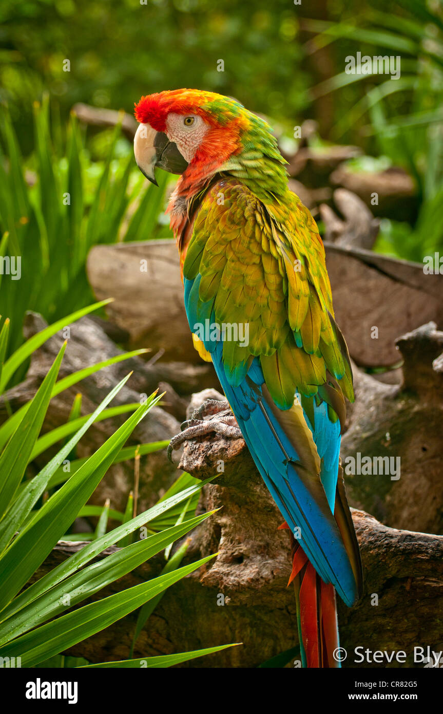 Le majestueux oiseau Ara Vert parmi la forêt luxuriante de la péninsule du Yucatan, Riviera Maya, Quintana Roo, Mexique, Banque D'Images