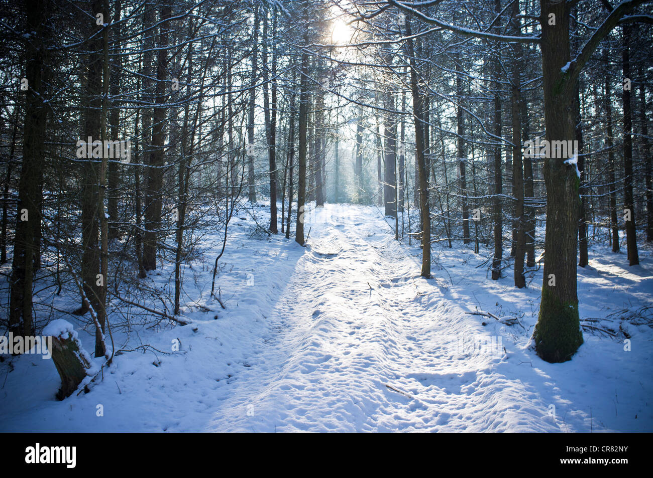 La lumière du soleil à travers la canopée d'une forêt de pins sur un jour, hivers Ranmore Common. Banque D'Images