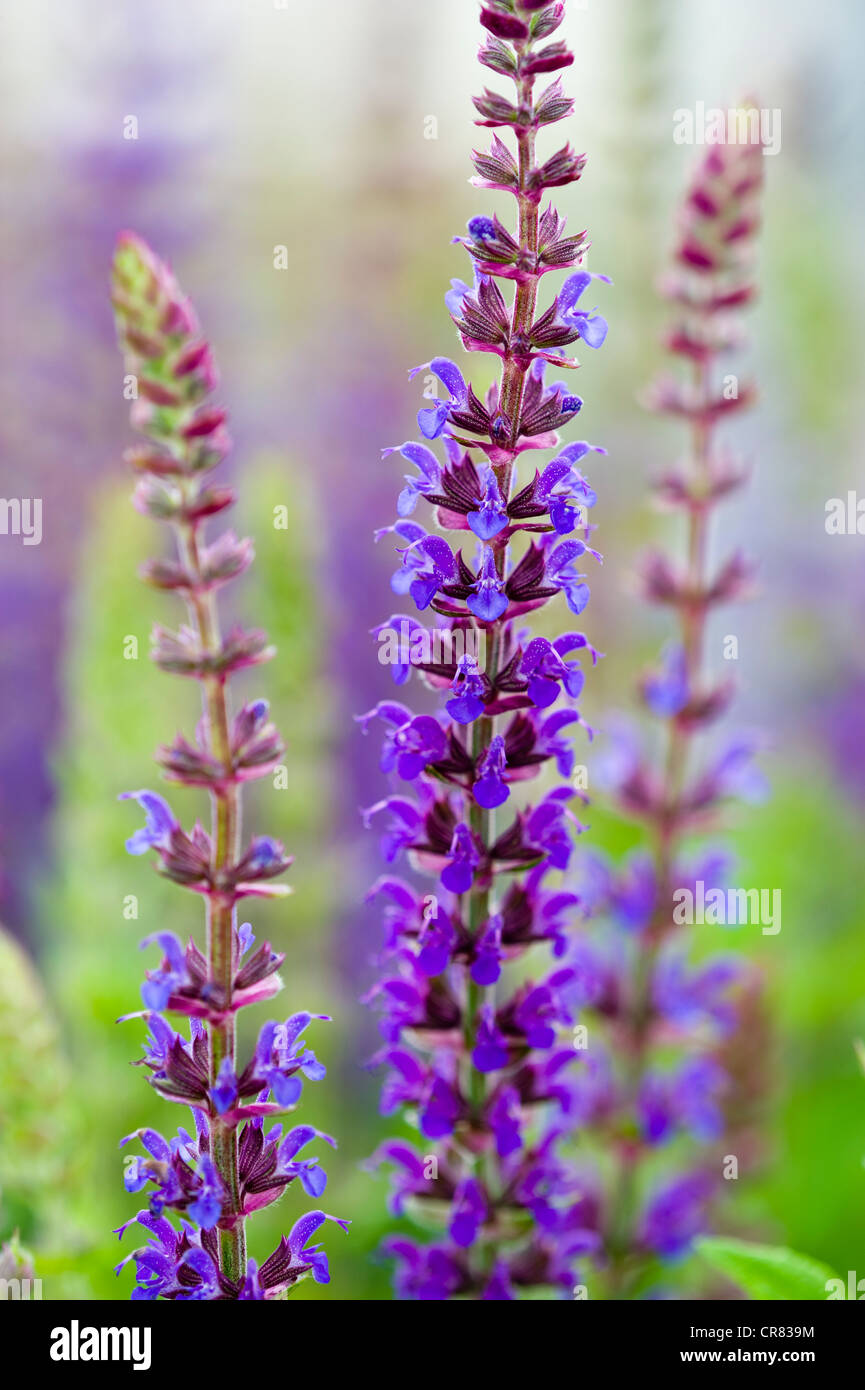 Salvia nemorosa 'ostfriesland' Banque D'Images
