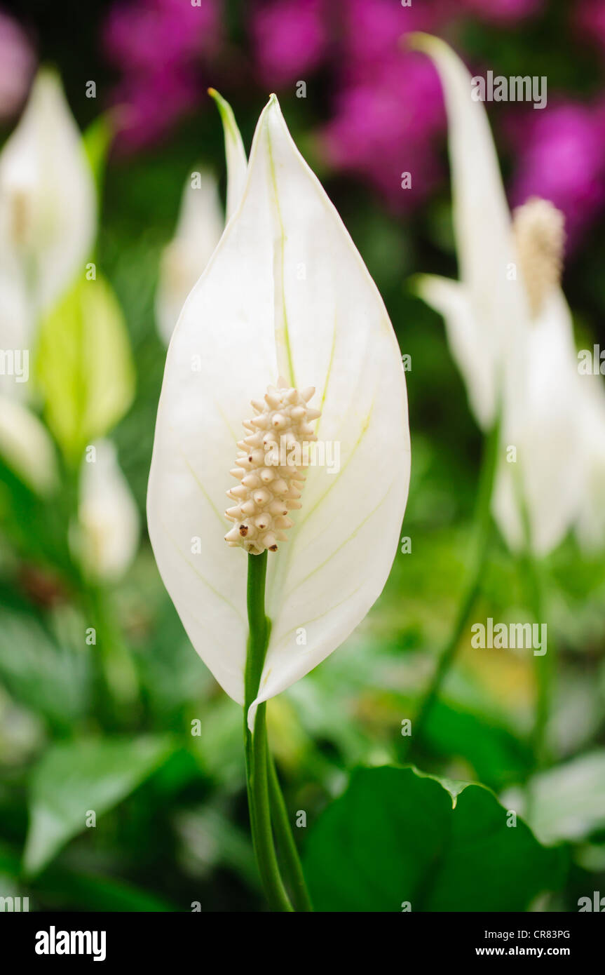 Un petit groupe de lys de paix, 'Little Angel's Spathiphyllum. Banque D'Images