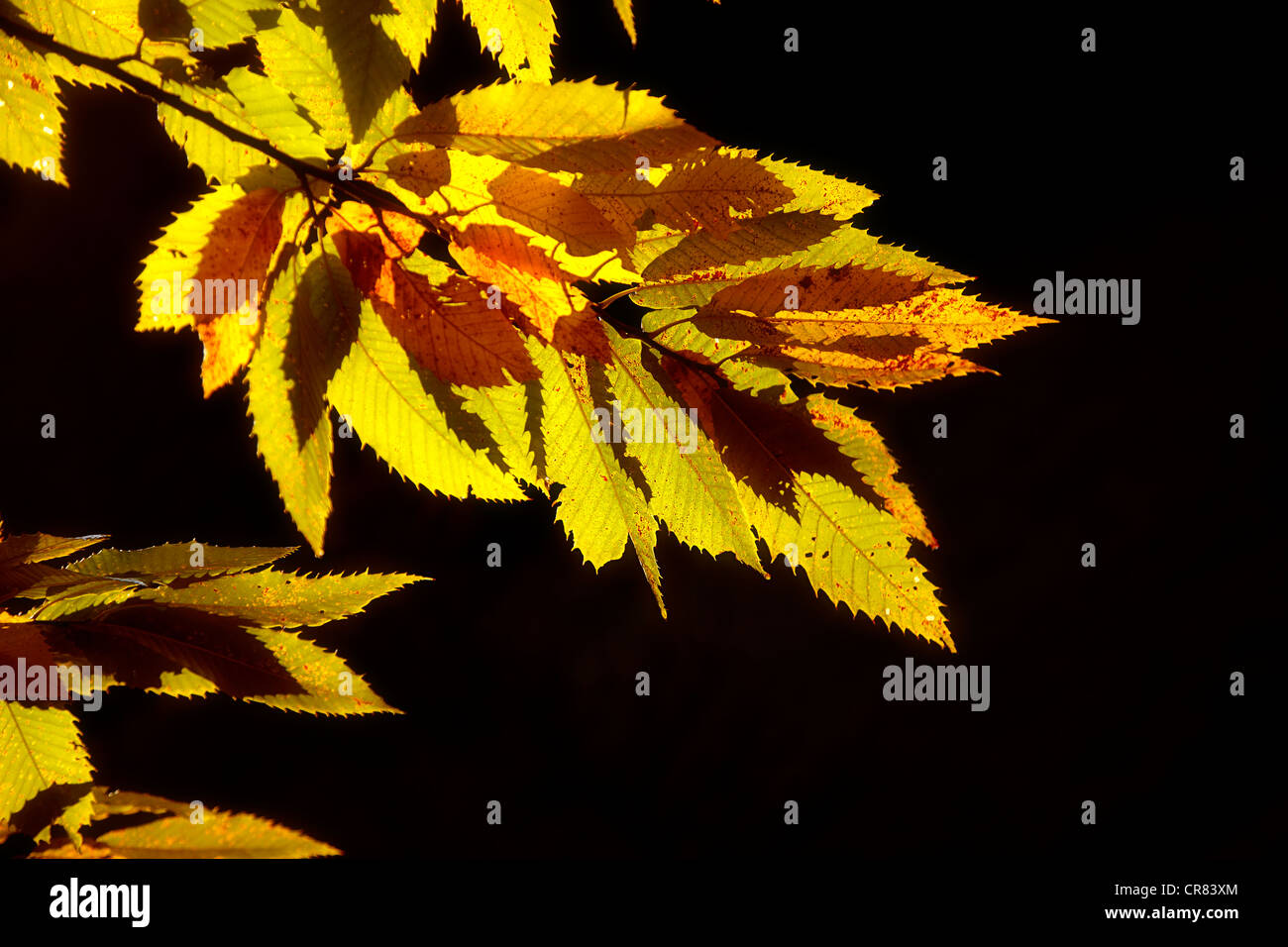 Marron ou marron (Castanea sativa), les feuilles d'automne, rétroéclairé Banque D'Images