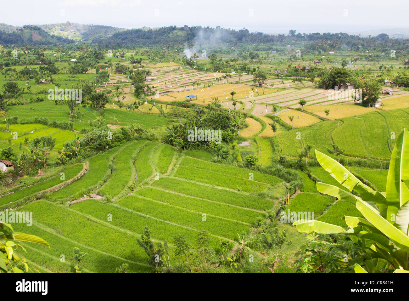 Champs de riz - Bali - Indonésie - Asie du Sud-Est Banque D'Images