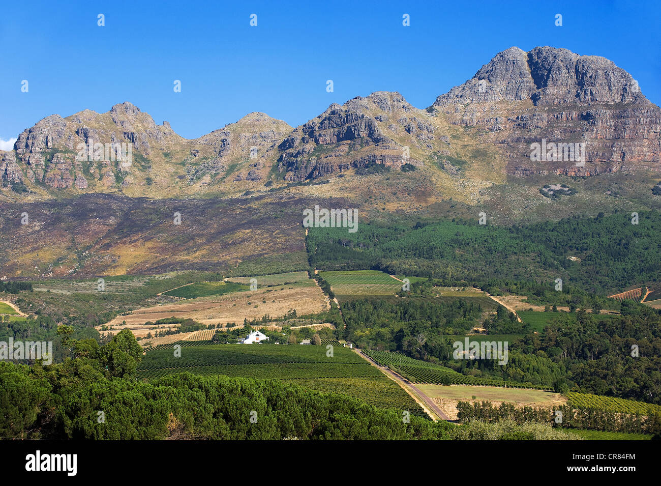 L'Afrique du Sud, Western Cape, Stellenbosch, vignes au pied de la montagne Hedelberg Banque D'Images