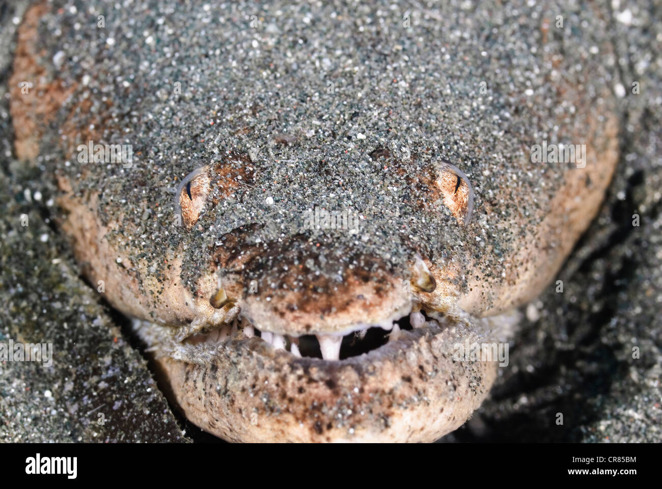 L'anguille serpent Stargazer, Brachysomophis cirrocheilos, parc marin de Bunaken, Sulawesi, Indonésie, Pacifique Banque D'Images