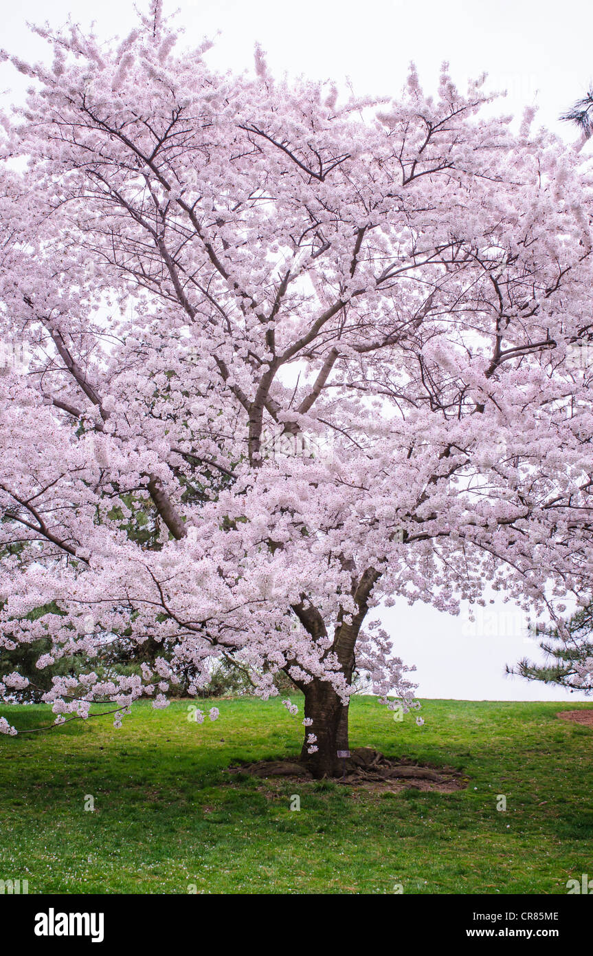 Un xyedoensis' Prunus 'luminescent, aka arbre de cerise Yoshino. Banque D'Images