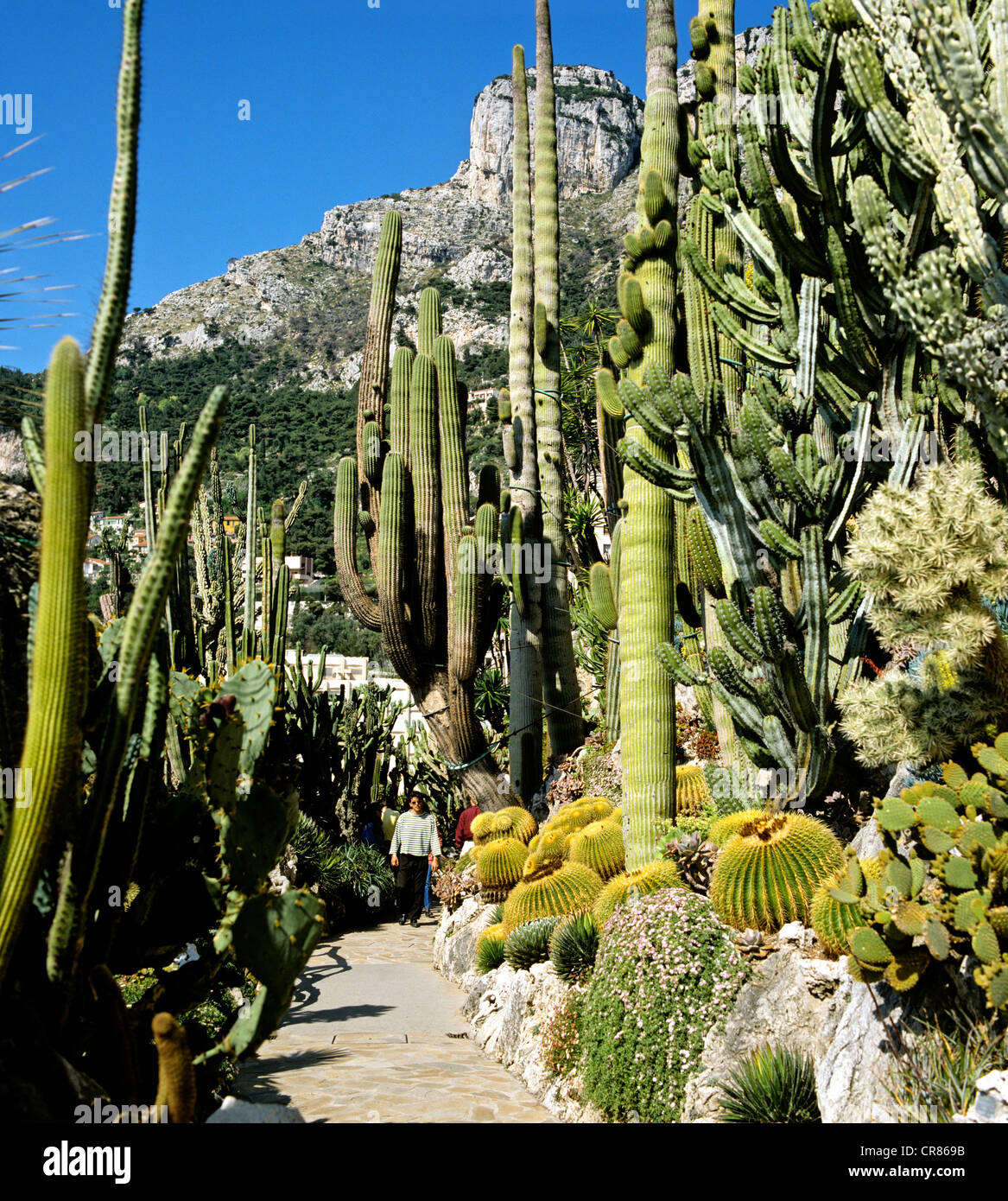 Jardin de cactus, Monaco, Monte Carlo, Europe Photo Stock Alamy