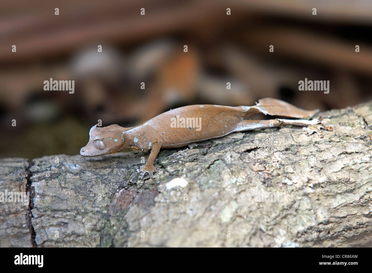 Gecko à queue de feuille sataniques (Uroplatus phantasticus), alimentation, Madagascar, Afrique Banque D'Images