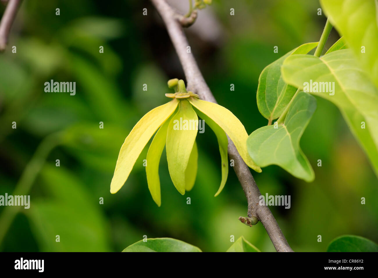 Ylang-ylang (Cananga odorata), la floraison, Nosy Be, Madagascar, Afrique Banque D'Images