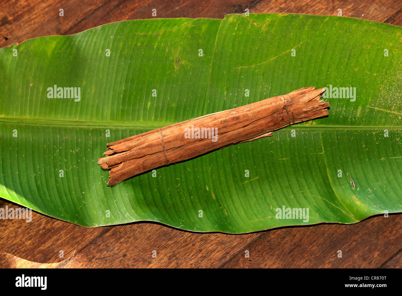 Cannelle (Cinnamomum verum) sur une feuille de bananier, Nosy Be, Madagascar, Afrique Banque D'Images