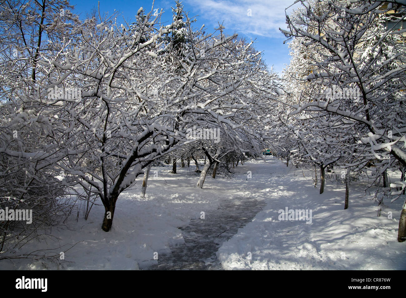 Griottes des arbres dans la neige à Sofia, Bulgarie Banque D'Images