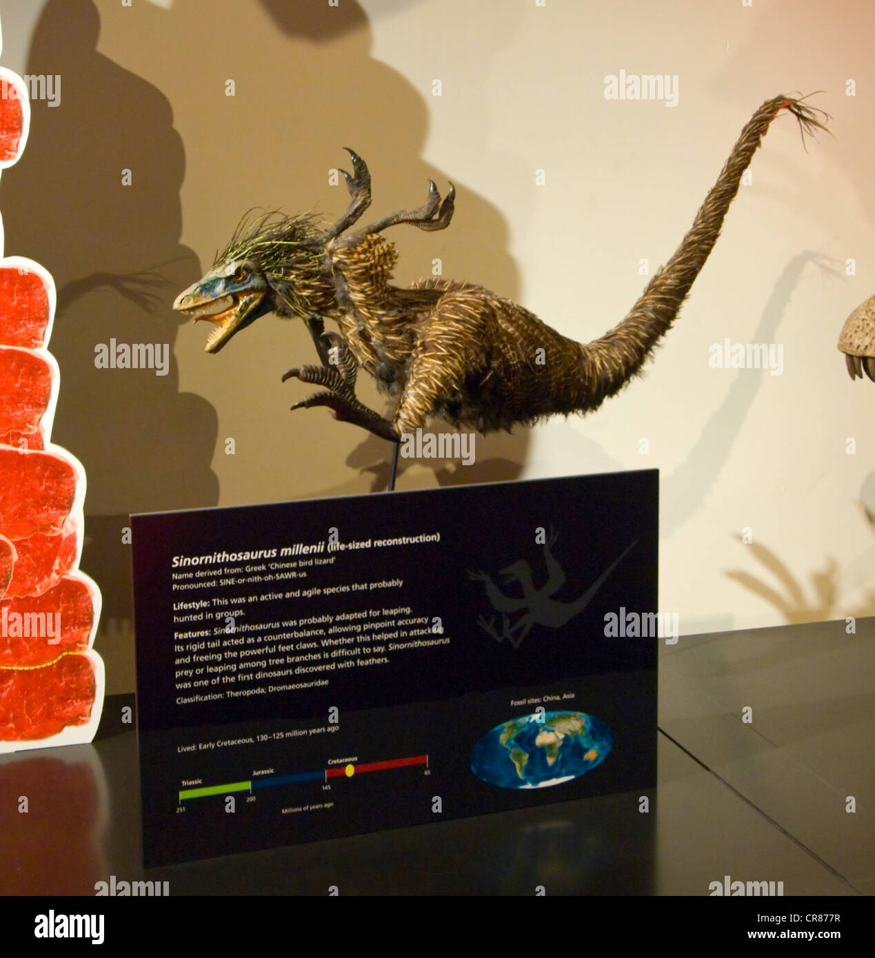 Sinornithosaurus millenii Banque de photographies et d’images à haute