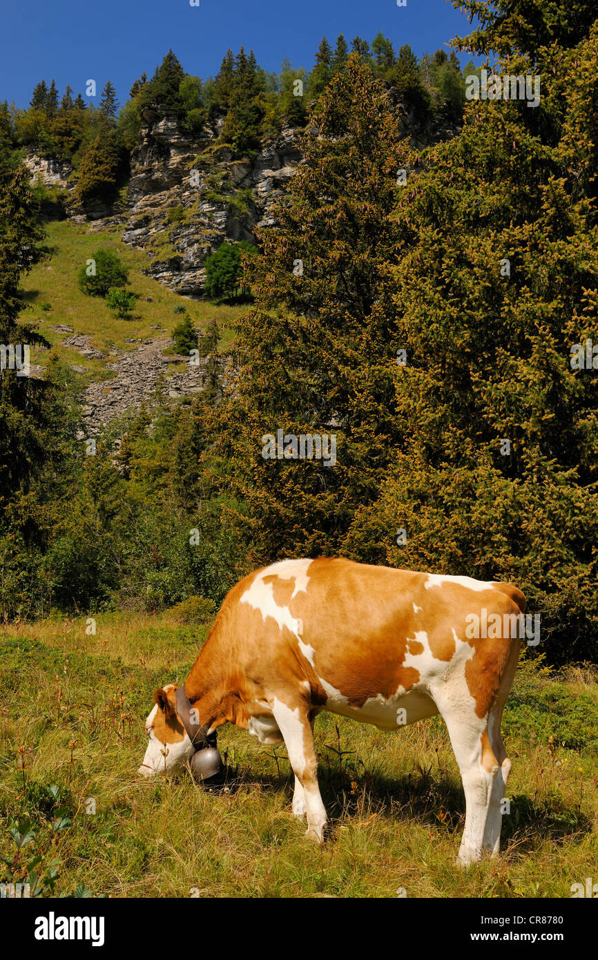 La Suisse, Canton de Vaud, Villars sur Ollon, vache Banque D'Images