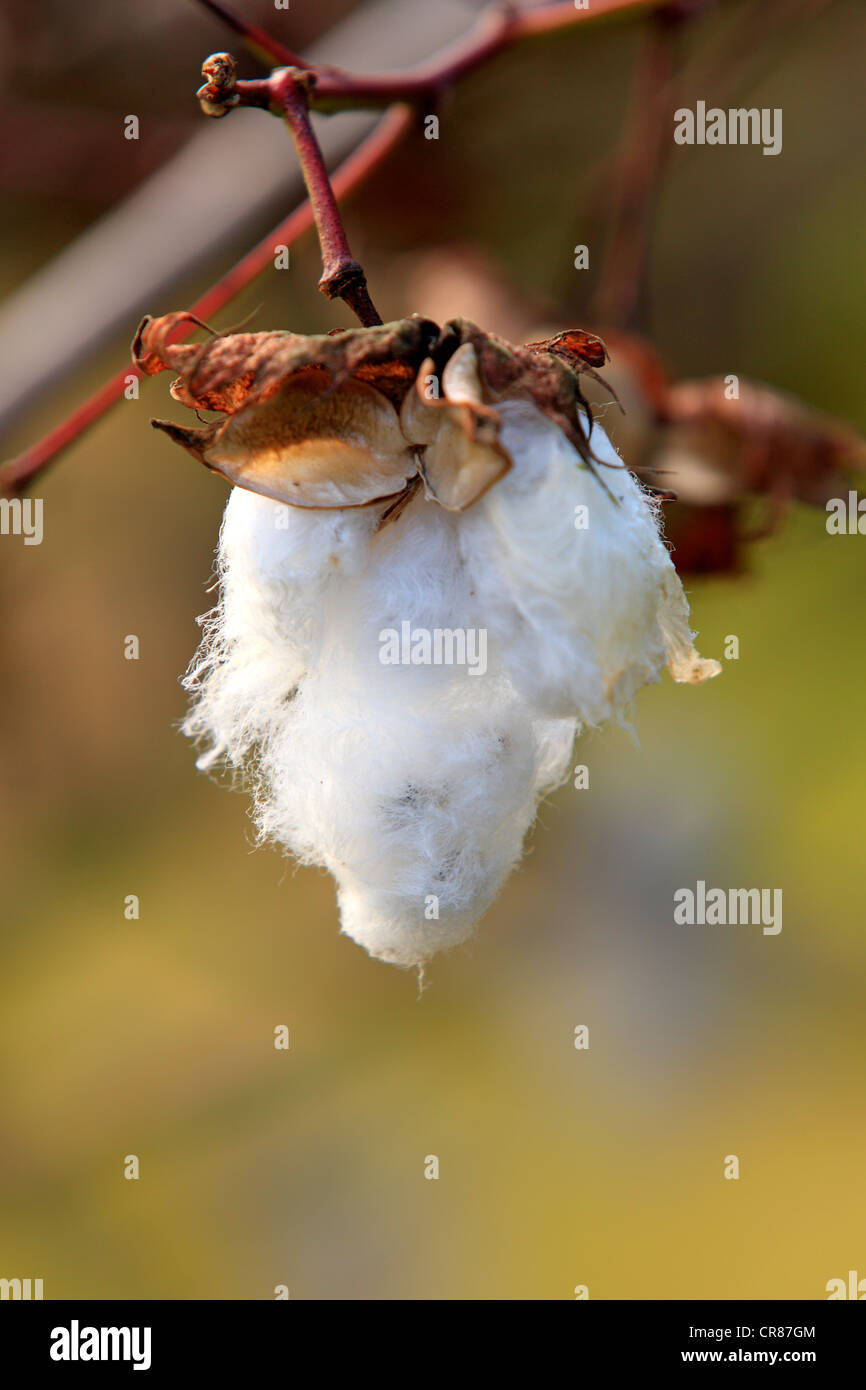 Kapok ou Cotton Tree (Bombax ceiba), fruits, Nosy Be, Madagascar, Afrique Banque D'Images