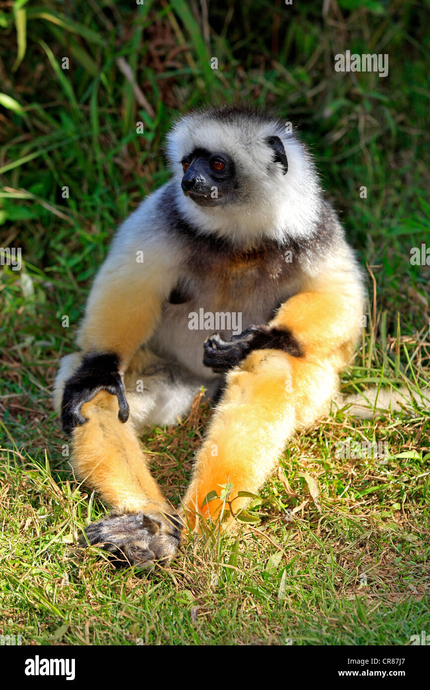 Diademed Sifaka (Propithecus diadema), adulte, Madagascar, Afrique Banque D'Images