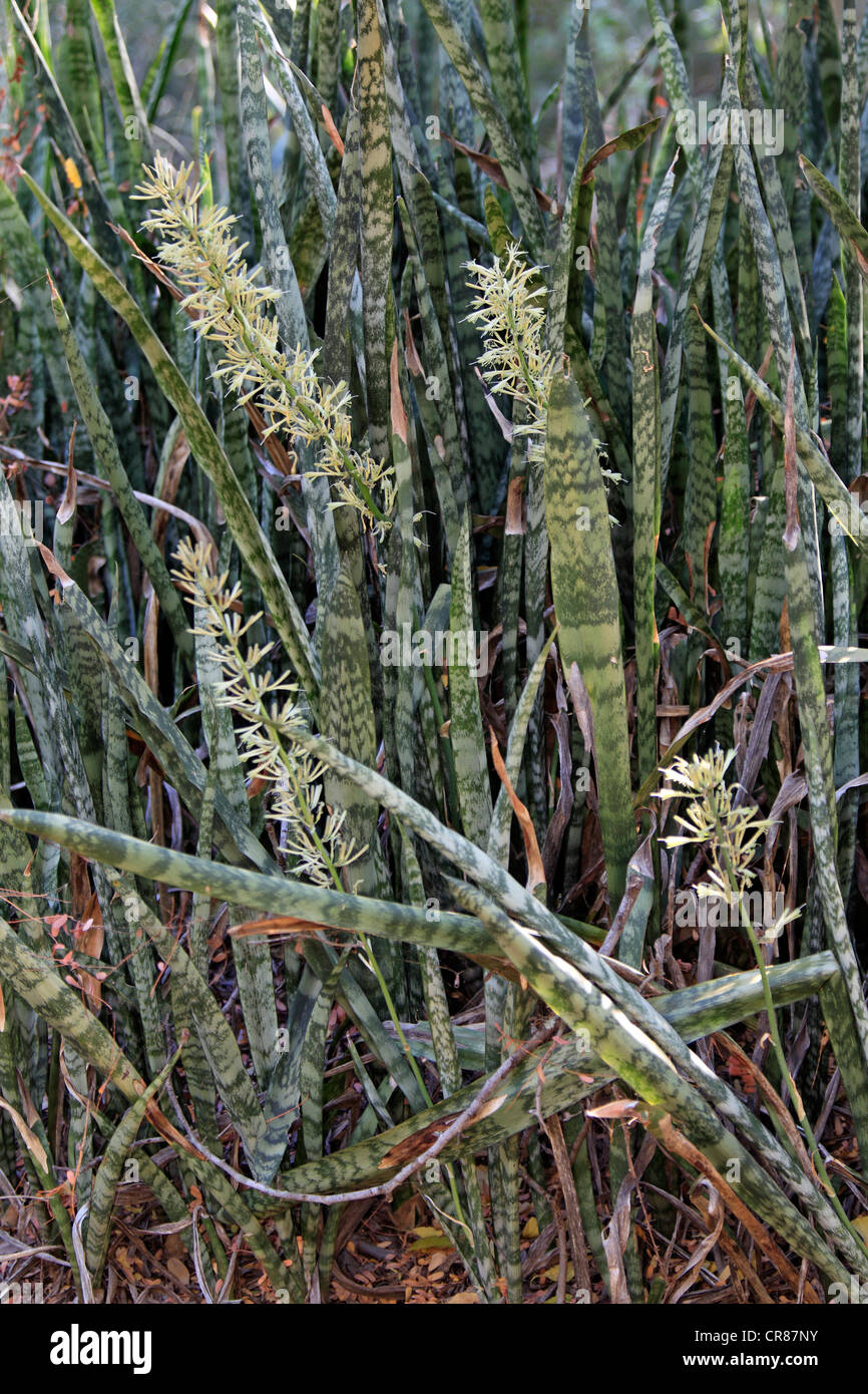 Usine de serpent (Sansevieria trifasciata), plantes grasses, la floraison, la réserve de Berenty, Madagascar, Afrique Banque D'Images