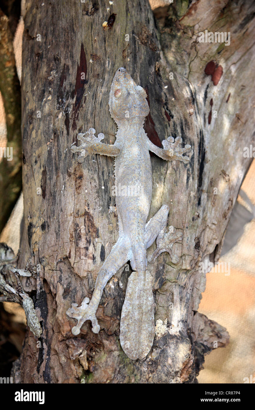 Gecko à queue de feuille moussus (Uroplatus sikorae), camouflée sur un tronc d'arbre Madagascar, Afrique Banque D'Images