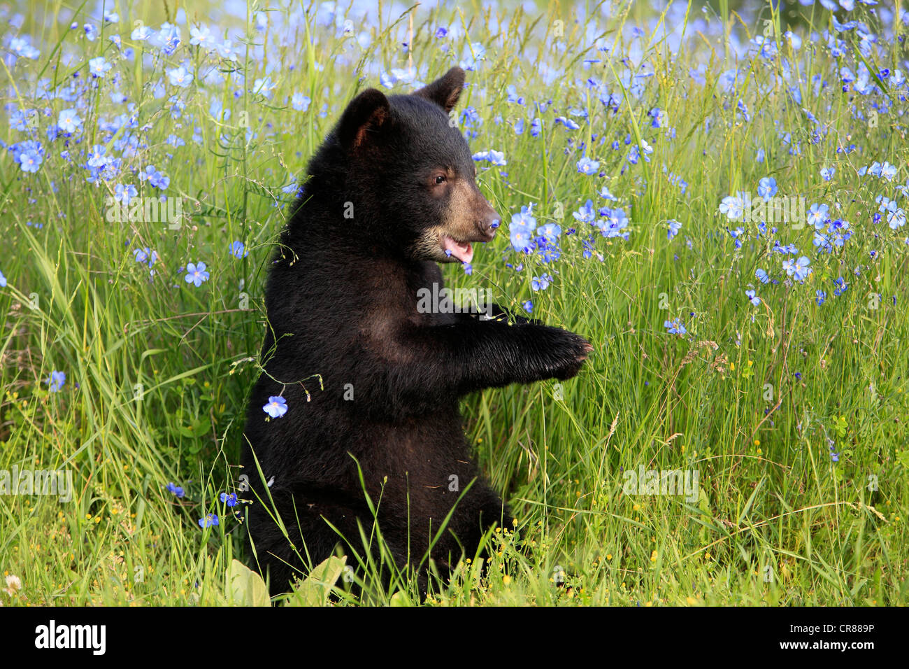 Ours noir (Ursus americanus), Cub, six mois, Montana, USA, Amérique du Nord Banque D'Images