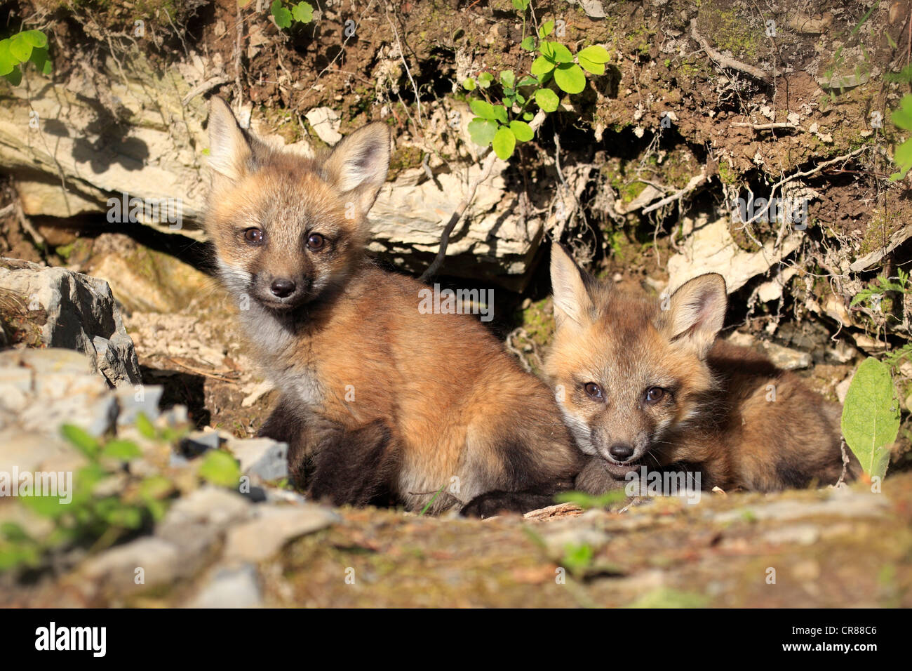 Le renard roux (Vulpes vulpes), pups, dix semaines, à la tanière, Montana, USA, Amérique du Nord Banque D'Images