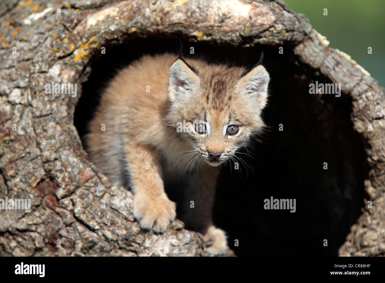 Le lynx du Canada (Lynx canadensis), les jeunes, huit semaines, den, tronc d'arbre, Montana, USA, Amérique du Nord Banque D'Images