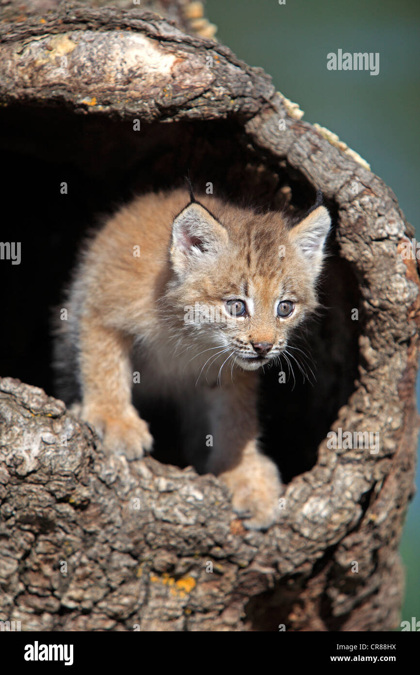 Le lynx du Canada (Lynx canadensis), les jeunes, huit semaines, den, tronc d'arbre, Montana, USA, Amérique du Nord Banque D'Images