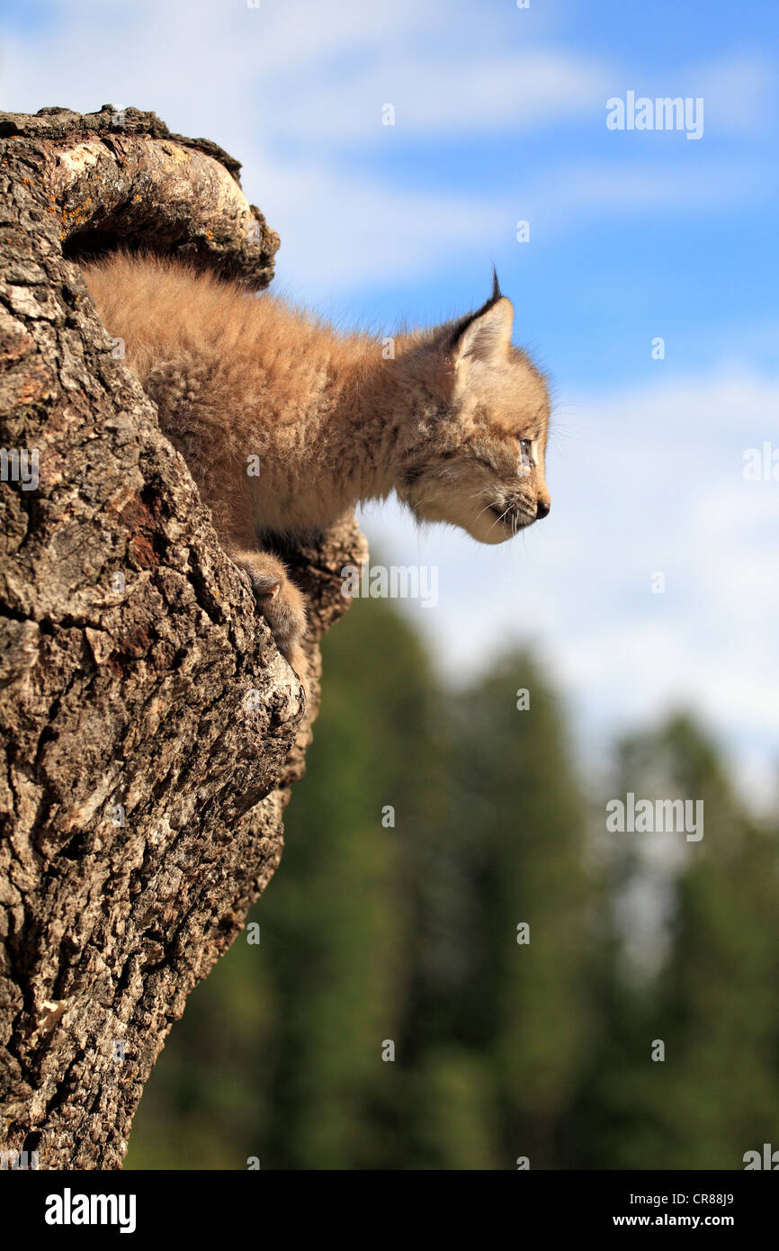 Le lynx du Canada (Lynx canadensis), les jeunes, huit semaines, den, tronc d'arbre, Montana, USA, Amérique du Nord Banque D'Images