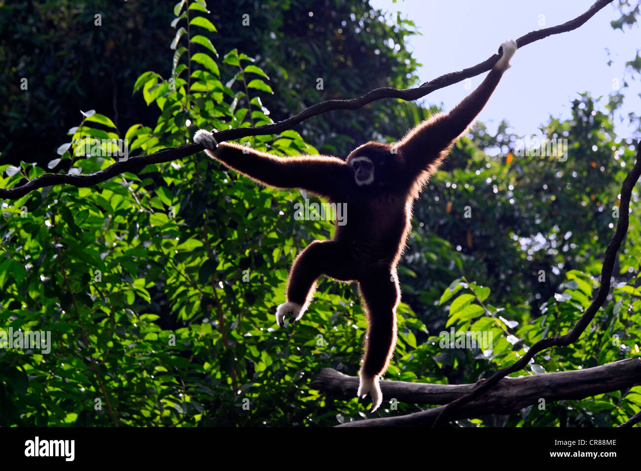 Lar ou blanc-remis gibbon (Hylobates lar), sur l'arbre, Singapour, l'Asie Banque D'Images