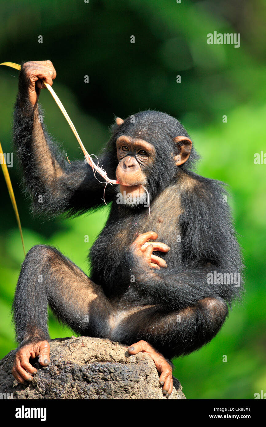 Chimpanzé (Pan troglodytes troglodytes), les jeunes, l'alimentation, de Singapour, de l'Asie Banque D'Images