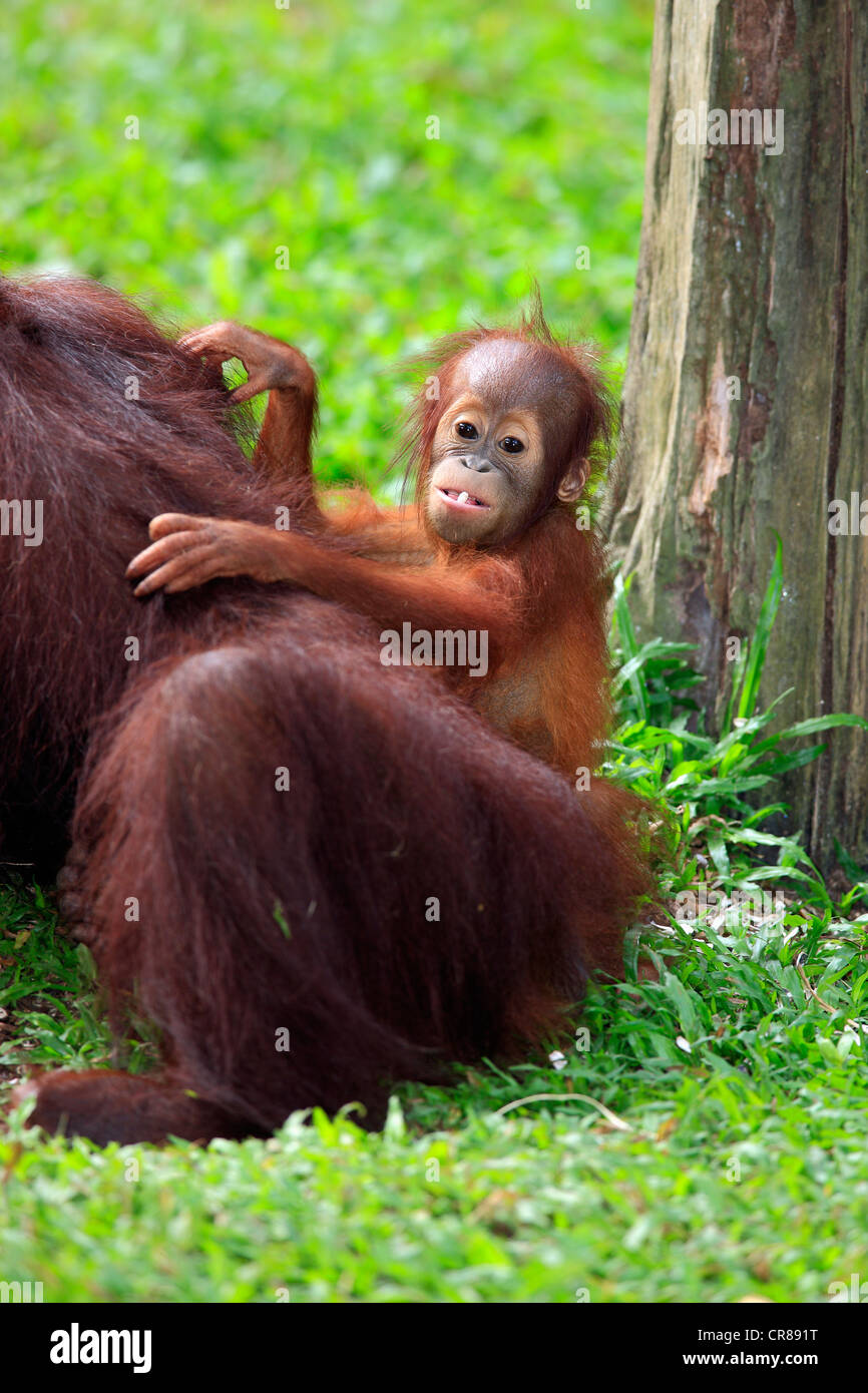 Orang-outan (Pongo pygmaeus), jeune animal sur le dos de la mère, de Singapour, de l'Asie Banque D'Images