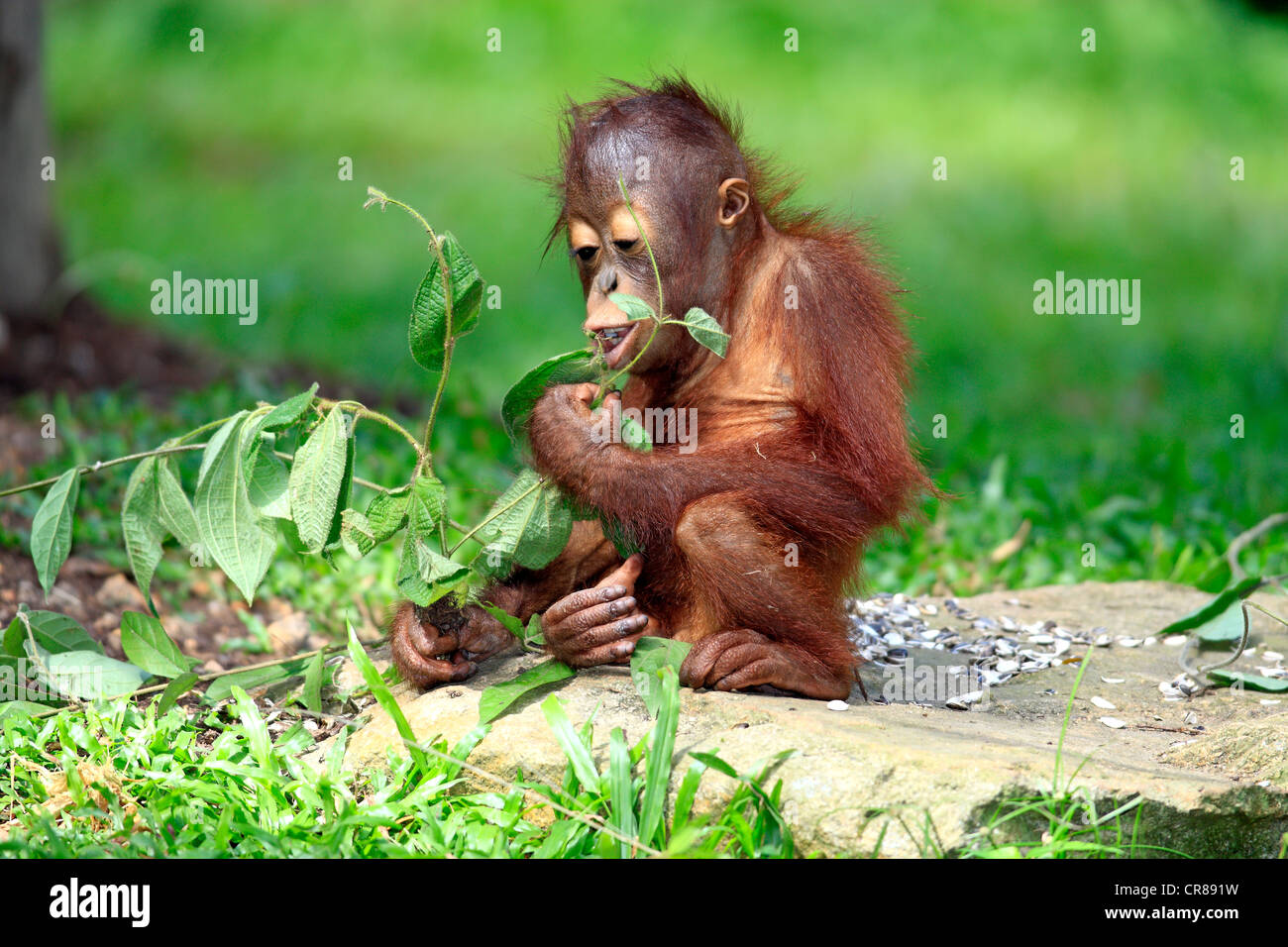 Orang-outan (Pongo pygmaeus), manger les jeunes, à Singapour, en Asie Banque D'Images