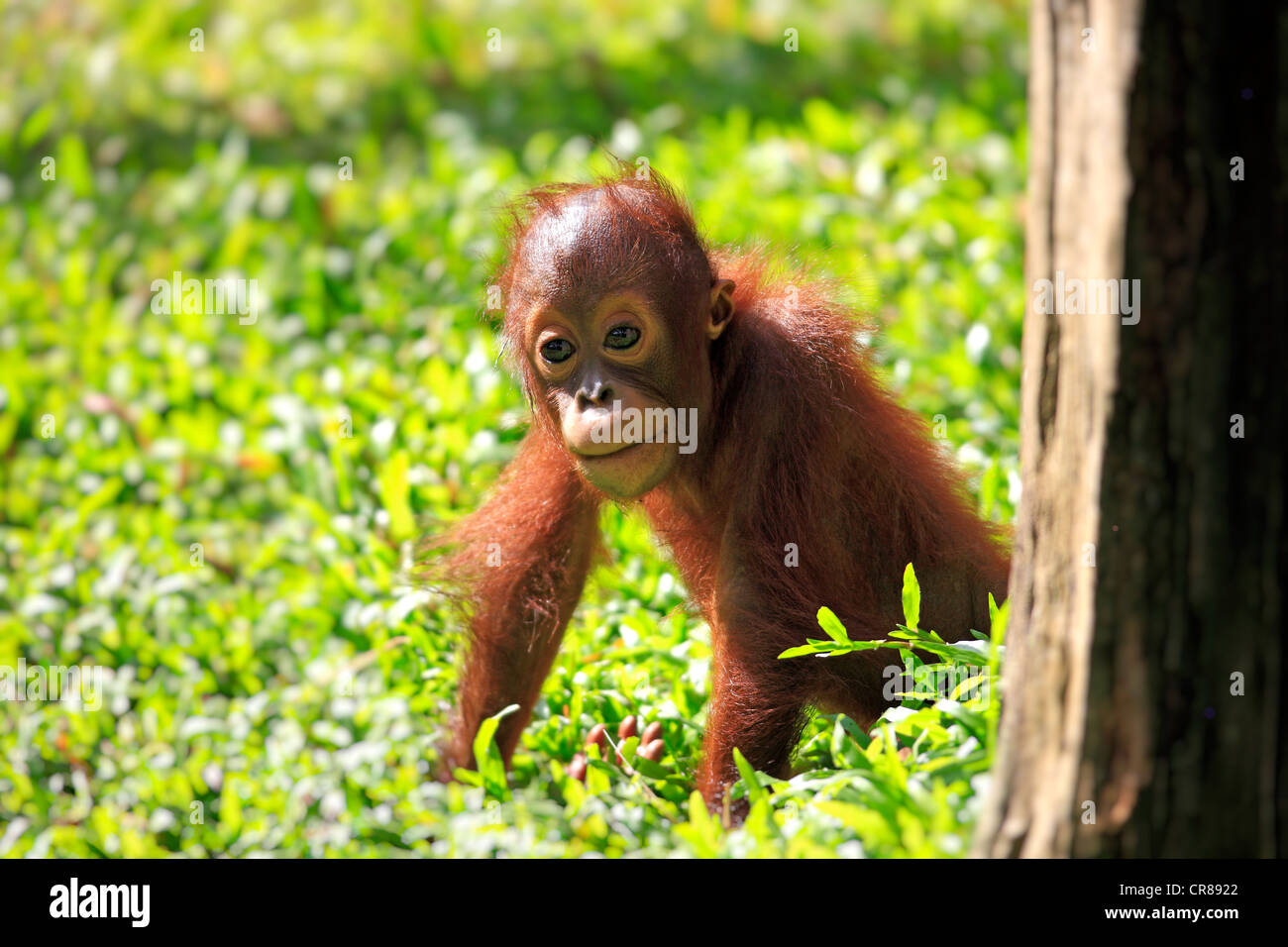 Orang-outan (Pongo pygmaeus), les jeunes, à Singapour, en Asie Banque D'Images