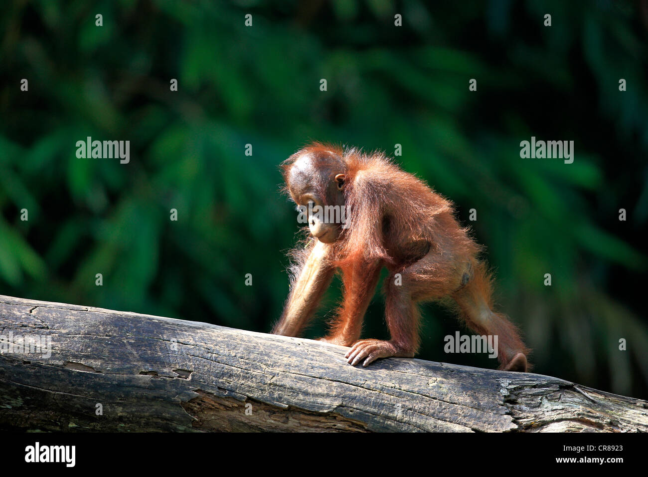 Orang-outan (Pongo pygmaeus), les jeunes, à Singapour, en Asie Banque D'Images