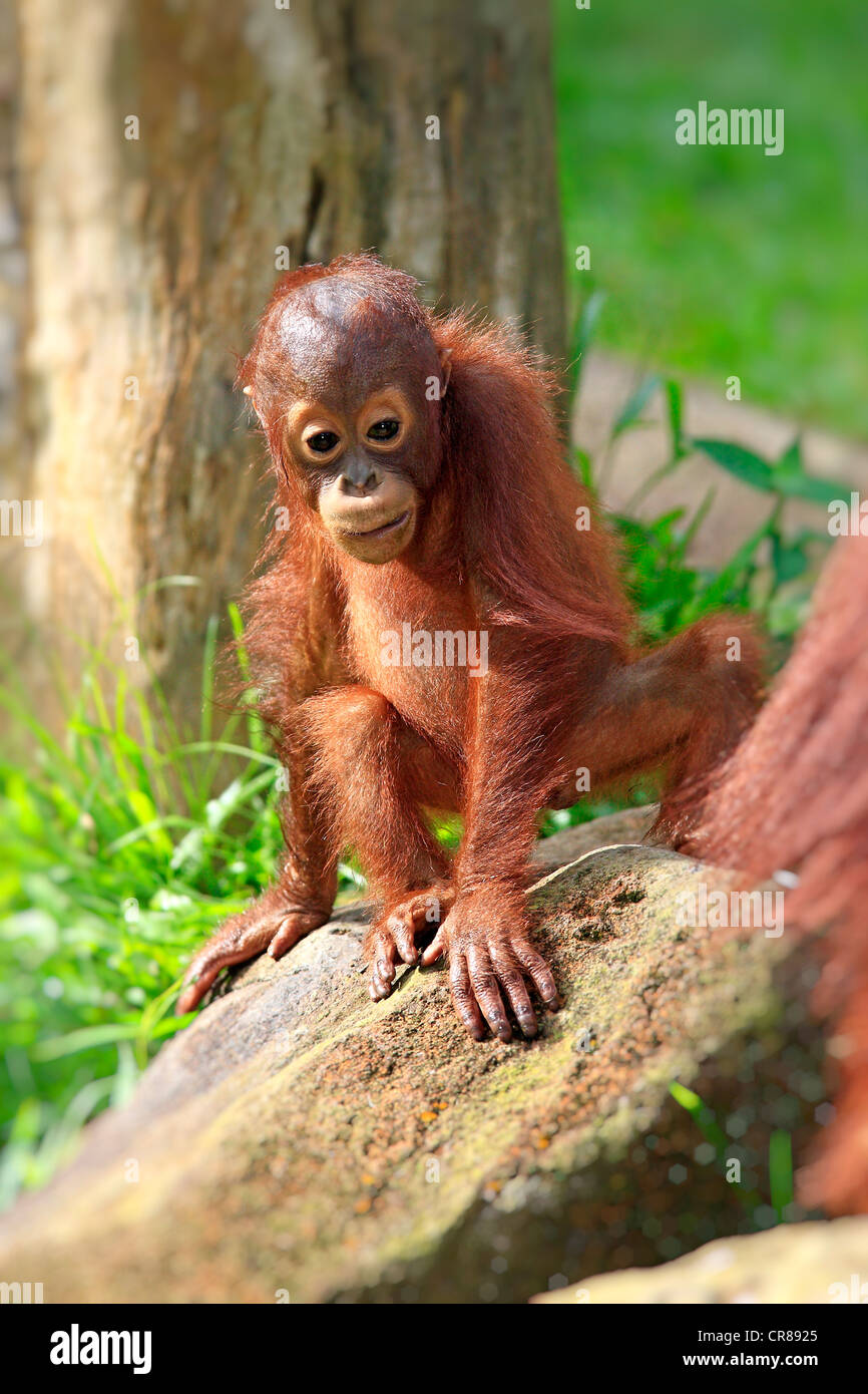 Orang-outan (Pongo pygmaeus), les jeunes, à Singapour, en Asie Banque D'Images