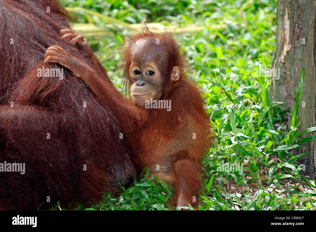 Orang-outan (Pongo pygmaeus), les jeunes s'accrochent à la mère, à Singapour, en Asie Banque D'Images
